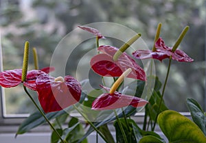Beautiful bright red blossoms of the Anthurium