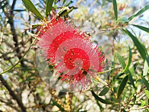 Beautiful bright red callistemon or bottle brush plant with foliage