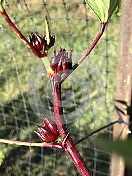 Beautiful Bright Red Calyx of Roselle Zinger Hibiscus sabdariffa