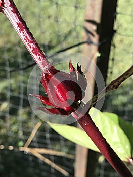 Beautiful Bright Red Calyx of Roselle Zinger Hibiscus sabdariffa photo