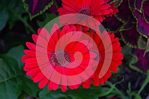 Beautiful Bright Red Gerbera Daisies in full bloom that stand out against a purple Coleus and green leaves