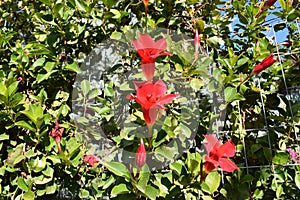 Beautiful bright red Mandevilla (rocktrumpet) - climbing plant