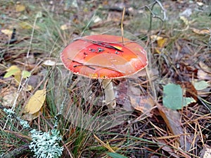 Beautiful bright red mushroom fly agaric, poisonous mushroom, forest clearing, autumn, yellow leaves