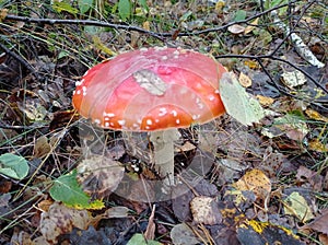 Beautiful bright red mushroom fly agaric, poisonous mushroom, forest clearing, autumn, yellow leaves