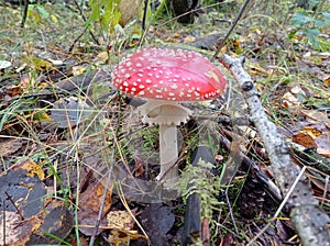 Beautiful bright red mushroom fly agaric, poisonous mushroom, forest clearing, autumn, yellow leaves