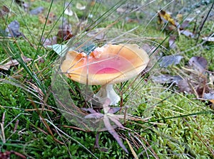 Beautiful bright red mushroom fly agaric, poisonous mushroom, forest clearing, autumn, yellow leaves