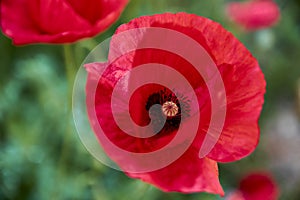Beautiful bright red poppy grows in the garden photo
