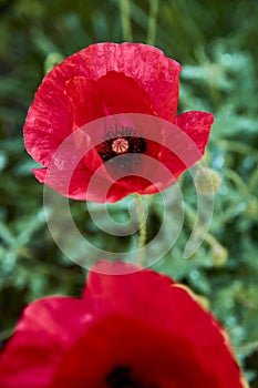 Beautiful bright red poppy grows in the garden photo