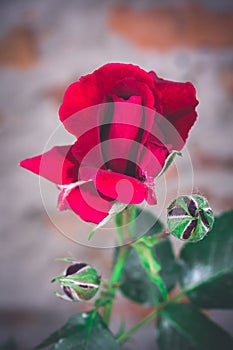 Beautiful bright red rose