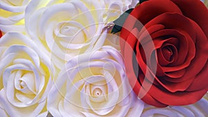 Beautiful bright red rose on white and cream shade roses background. Inspiration. Love concept of aesthetics. Floristic decor. Car