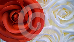 Beautiful bright red rose on white and cream shade roses background. Inspiration. Love concept of aesthetics. Floristic decor. Flo