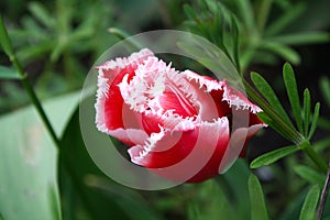 Beautiful bright red tulip bloom in the garden in all its glory