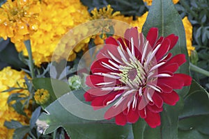 Beautiful Bright Red and White Striped Gerber Daisy Blazing in the Summer Sun