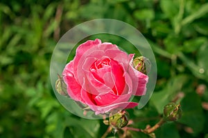 Beautiful bright rose in the garden. Close-up of a beautiful rose flower growing between green leaves in nature. Close-up of