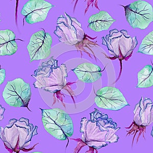 Beautiful bright roses and leaves on vivid lilac background. Seamless floral pattern. Watercolor painting.