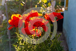 Beautiful bright scarlet poppies flowers on a flower bed in the garden. Red flowers in summer