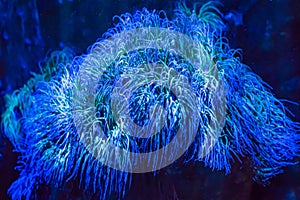 Beautiful bright shining blue big sea anemone animal plant in closeup dream like ocean landscape background