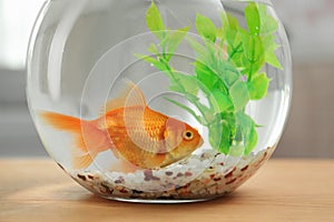 Beautiful bright small goldfish in round glass aquarium on wooden table indoors, closeup