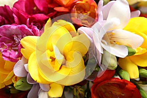 Beautiful bright spring freesia flowers
