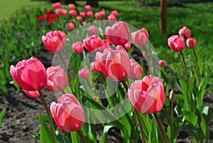 Beautiful bright spring tulips