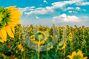 Beautiful bright sunflower field with blue sky and white clouds background. Summer blooming yellow flowers. Close-up horizontal fl