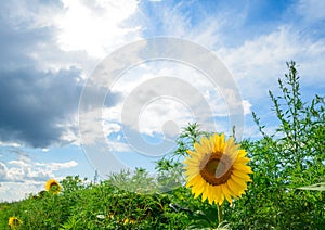 Beautiful Bright Sunflower in the Green Field