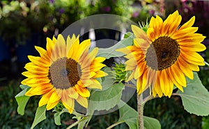 Beautiful bright sunflowers close up