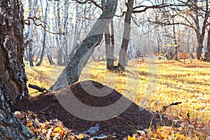 Beautiful bright sunny colorful autumn landscape with an ant hill in the meadow. Morning in the forest among birch trees in nature
