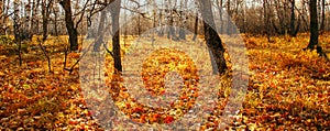 Beautiful bright sunny colorful autumn landscape. Morning among trees with foliage in nature outdoors in an orange-yellow golden