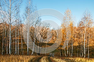 Beautiful bright sunny colorful autumn landscape with a road. Morning among trees with foliage in nature outdoors in an orange-