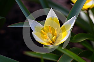 Beautiful bright tender flower of wild-growing perennial herb tulip Tulipa biflora photo