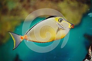 Beautiful bright tropical aquarium fish. An emperor colorful tropical sea-fish.