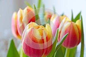 Beautiful bright tulips are blooming. Posy.