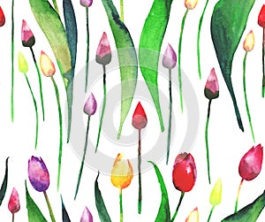 Beautiful bright tulips on a white background watercolor hand sketch