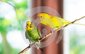 Beautiful bright wavy parrot sit on branch blurry background. Copy space. Selective focus