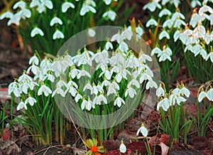 Beautiful bright white Galanthus Nivalis flower grown in a garden with healthy soil or land. Vibrant plants outdoors in