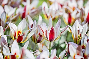 Beautiful bright white red yellow motley varicolored tulips on a large flower-bed in the city garden. Floral background