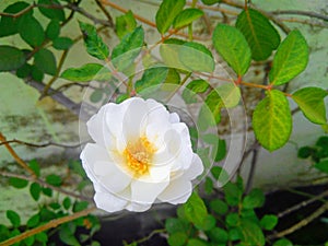 Beautiful bright white rose flowers bud blooming isolated from green leaves plant growing, natural background, nature photography