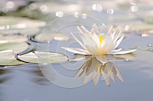 Beautiful and Bright White Water Lily on a Pond