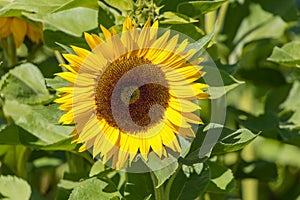 Yellow blooming sunflower