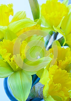 Beautiful Bright Yellow Daffodils against Light Background