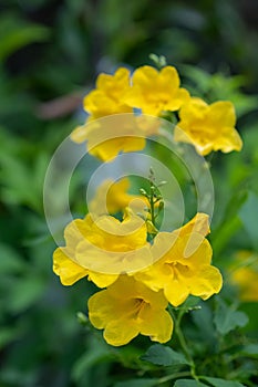 Beautiful bright yellow flowers against the green of the leaves