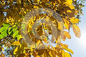 Beautiful bright yellow and green walnut leaves in autumn sunny day, blue sky background, lovely season harvest background