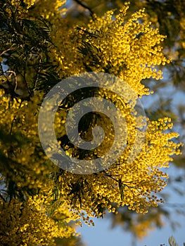 Beautiful bright yellow hairy mimosa flowers close-up. Blooming mimosa tree in early spring waves on wind. Sunny spring day.