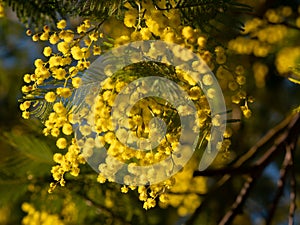 Beautiful bright yellow hairy mimosa flowers close-up. Blooming mimosa tree in early spring waves on wind. Sunny spring day.