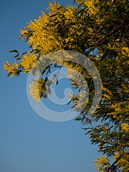 Beautiful bright yellow hairy mimosa flowers close-up. Blooming mimosa tree in early spring waves on wind. Sunny spring day.