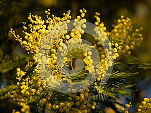 Beautiful bright yellow hairy mimosa flowers close-up. Blooming mimosa tree in early spring waves on wind. Sunny spring day.