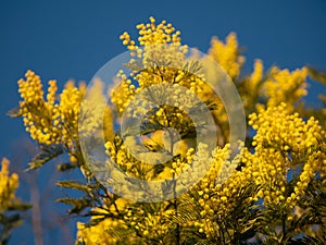 Beautiful bright yellow hairy mimosa flowers close-up. Blooming mimosa tree in early spring waves on wind. Sunny spring day.