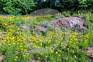 Beautiful Bright Yellow Lanceleaf Coresopsis Wildflowers in a Field. photo