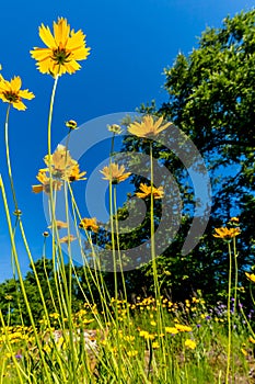 Beautiful Bright Yellow Lanceleaf Coresopsis Wildflowers in a Fi